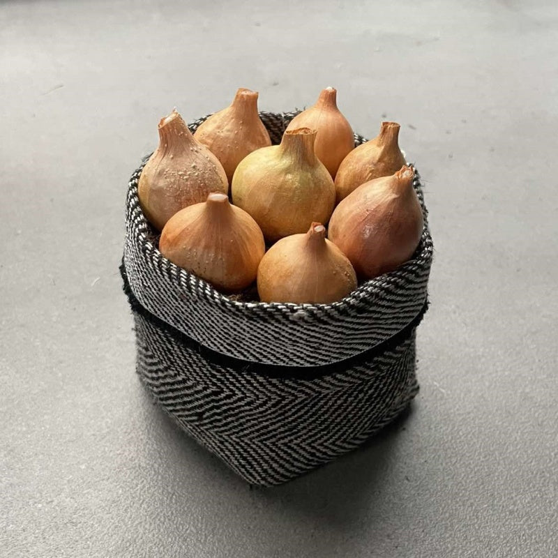 Biodegradable textile herb pot