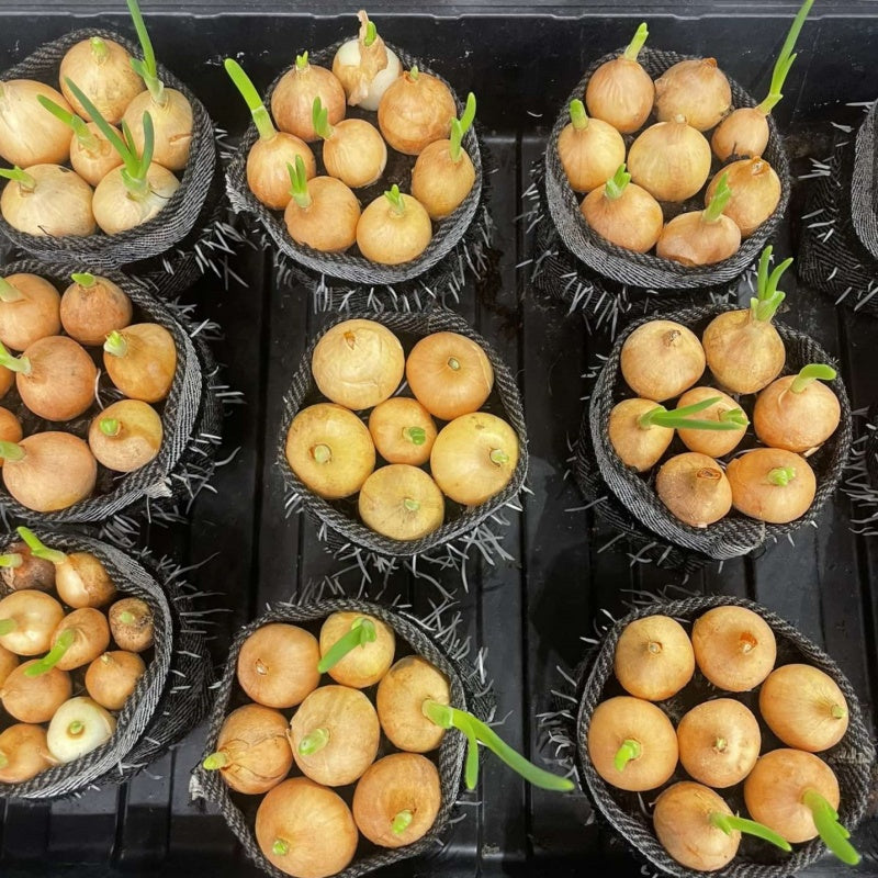 Biodegradable textile herb pot